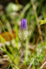 Catananche bleue
