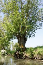 Fresnes têtard