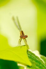 Agrion blanchâtre femelle