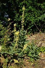 Molène à fleurs denses ?