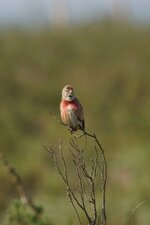 Linotte mélodieuse
