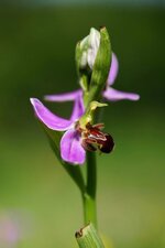 Ophrys abeille