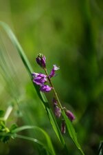 Polygala sp.