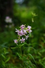 Saponaire officinale