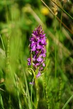 Orchis négligé ou Orchis oublié