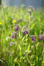 Consoude officinale