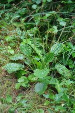 Plantain intermédiaire