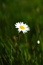 Grande marguerite