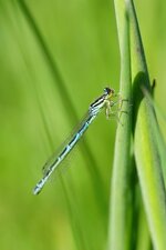 Agrion jouvencelle