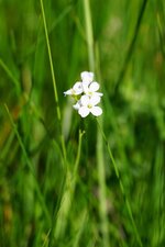 Cardamine des près