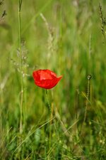 Coquelicot