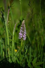 Orchis tâcheté