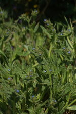 Buglosse sp.