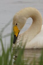 Cygne chanteur