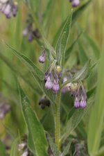 Consoude officinale