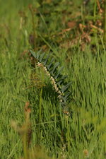 Sceau de Salomon