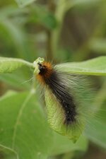 Chenille d