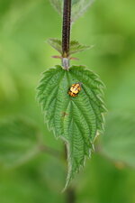 Pupe de Coccinelle