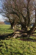 Trognes du marais de Lumbres (2)