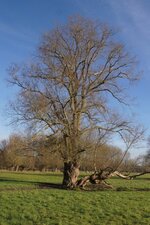 Trogne en péril