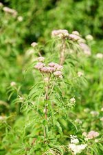 Eupatoire chanvrine