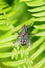 Mouche à damier