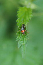 Cantharis lateralis - sous réserve
