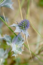 Panicaut maritime