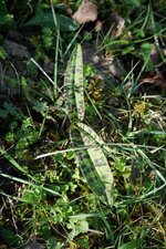 Orchis de Fuchs - sous réserve