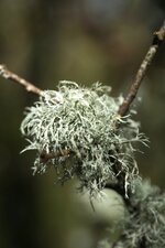 Lichen fruticuleux