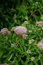 Eupatoire chanvrine