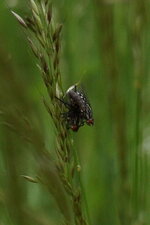 La Mouche à damier