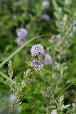 Menthe aquatique