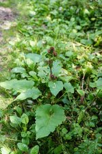 Bardane sp.