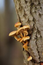 Champignons arboricoles