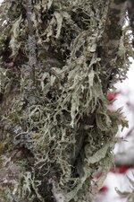 Lichen sp.