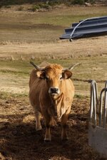 Vache de l