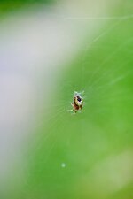 Araneus marmoreus juv.