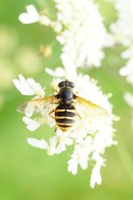 Chrysotoxum sp.