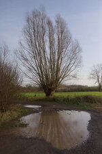 Saule têtard