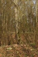 Arbres enlacés