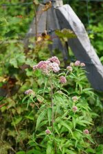 Eupatoire chanvrine