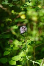 Menthe aquatique