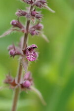 Fleur d