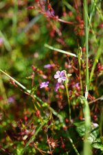 Géranium pourpre