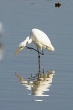 Grande aigrette