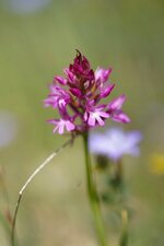 Orchis pyramidal