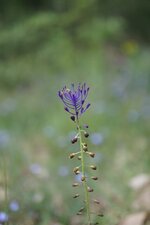 Muscari à toupet