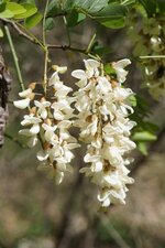 Robinier faux acacia