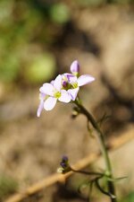 Cardamine des près